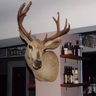 Deer Head at The Basement Tavern